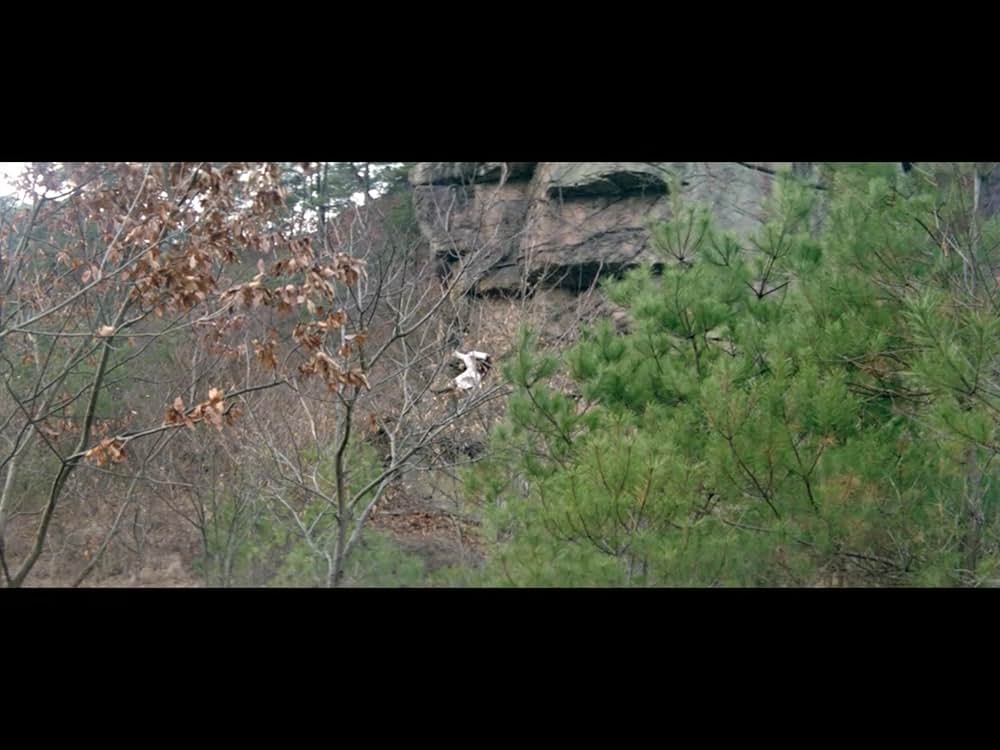 仏陀竜の蛇拳の画像