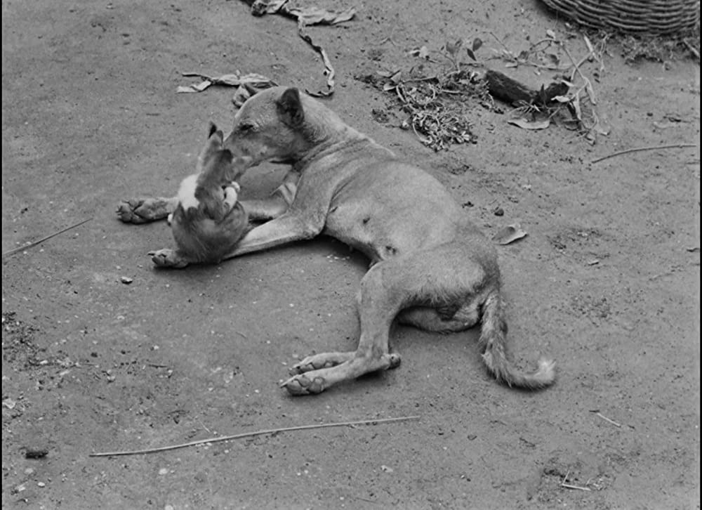 大地のうたの画像