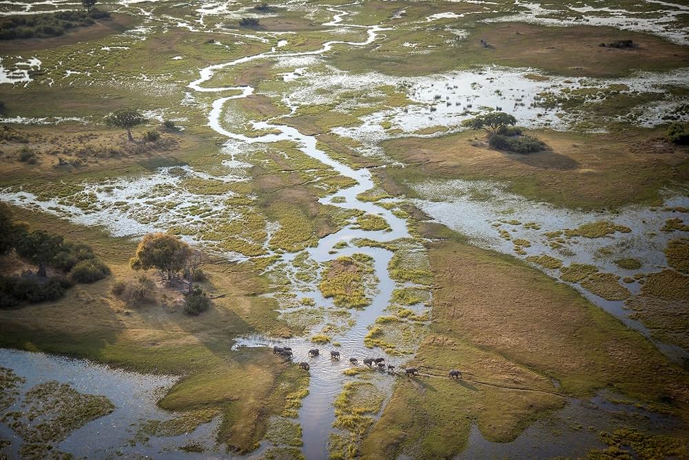 イントゥ・ザ・オカバンゴの画像