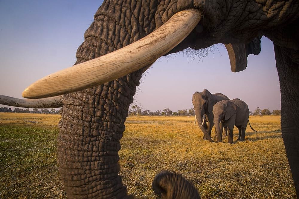 イントゥ・ザ・オカバンゴの画像