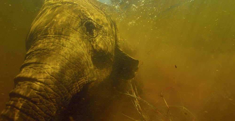 イントゥ・ザ・オカバンゴの画像
