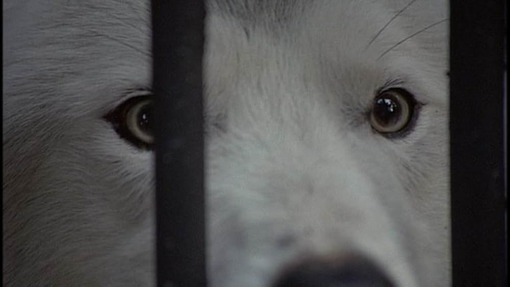 シュリンジの画像