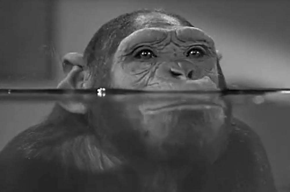 ターザン紐育へ行くの画像