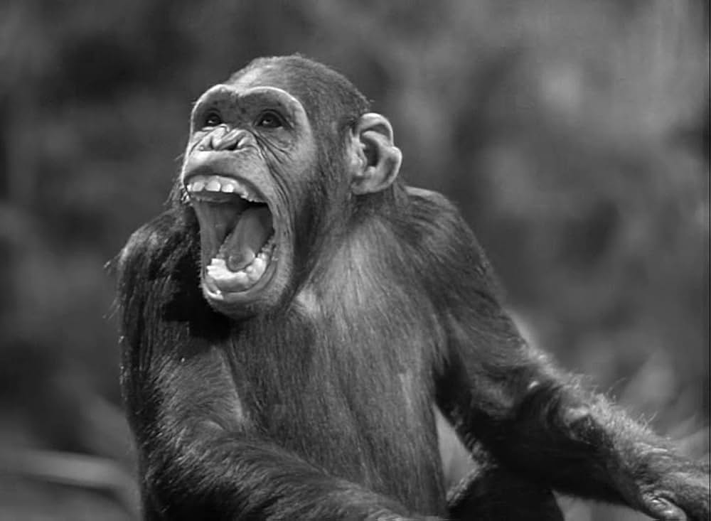 ターザン紐育へ行くの画像