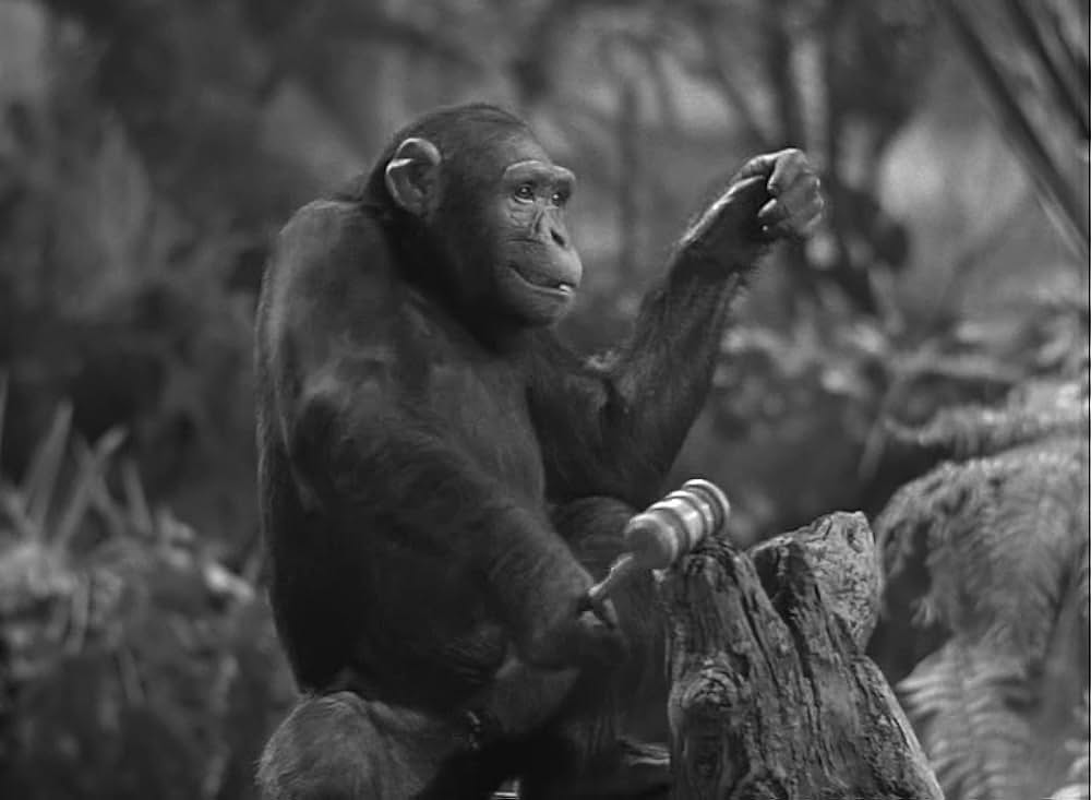 ターザン紐育へ行くの画像