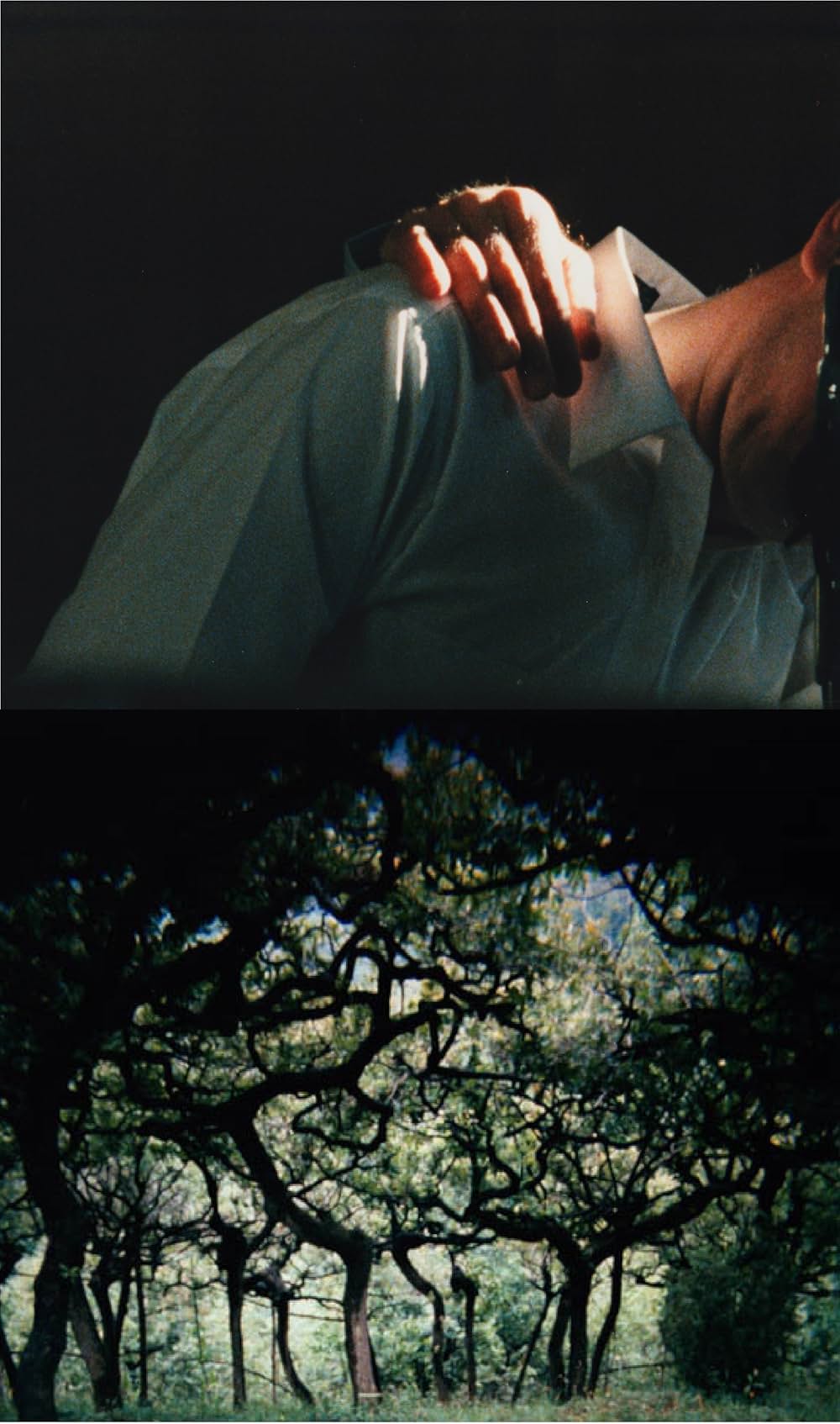 The Hedge Theater （原題）の写真