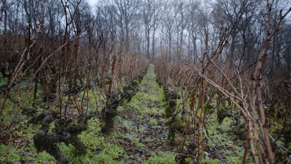 すっぱいブドウの画像