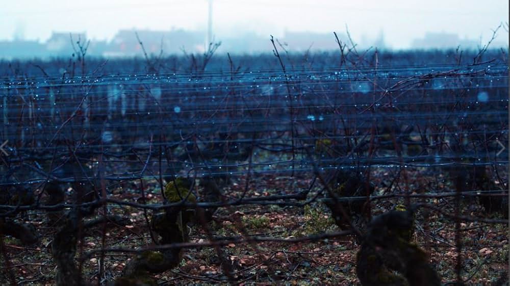 すっぱいブドウの画像