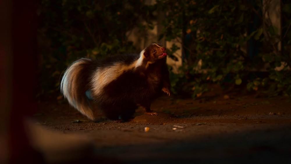 マジックに魅せられての画像