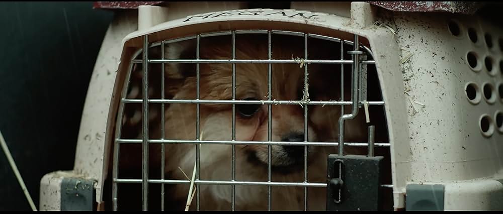 ケージ 檻の中の女の画像