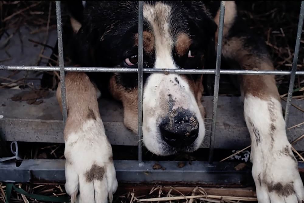 ケージ 檻の中の女の画像