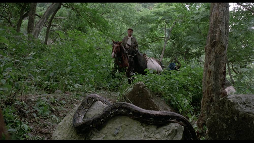 アマゾンの秘宝の画像