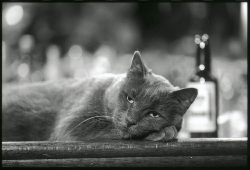 The American Astronaut（原題）の画像