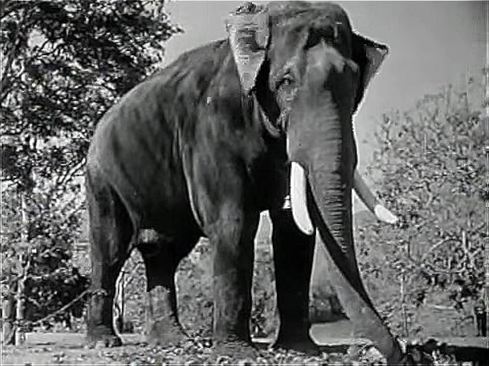 カラナグの画像