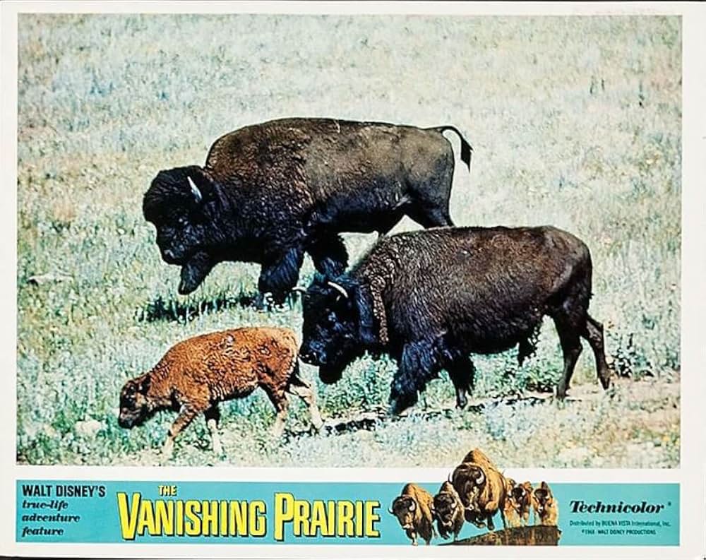 滅びゆく大草原の画像