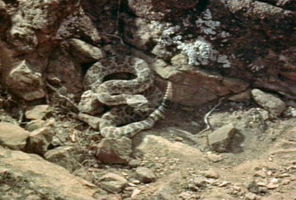 折れた槍の画像