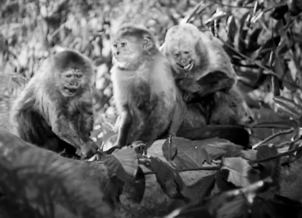 ターザン砂漠へ行くの画像