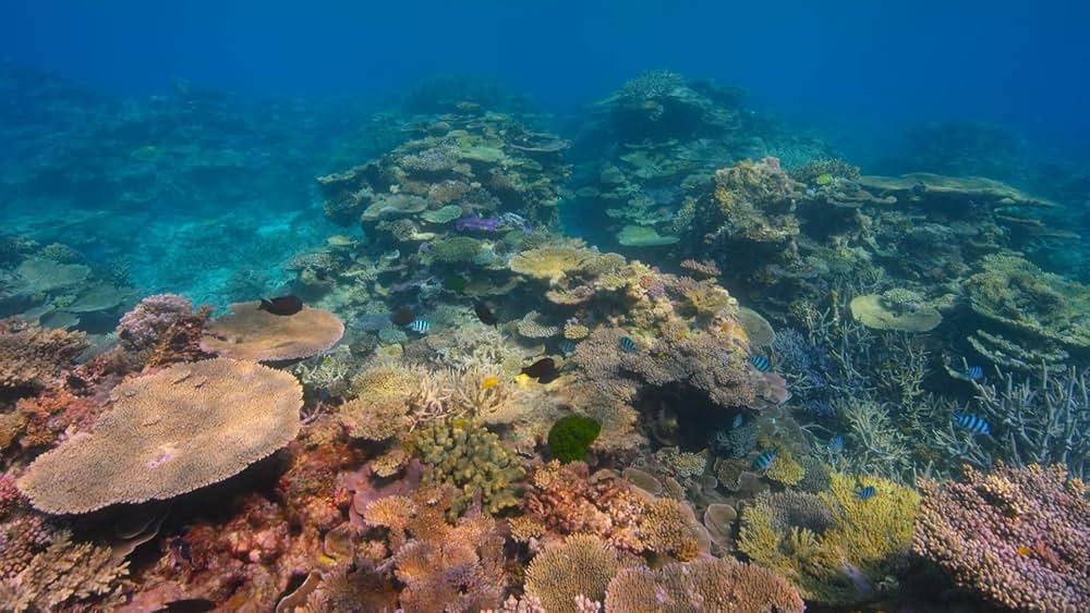 デヴィッド・アッテンボロー: 地球に暮らす生命の画像