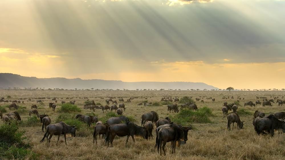 デヴィッド・アッテンボロー: 地球に暮らす生命の画像
