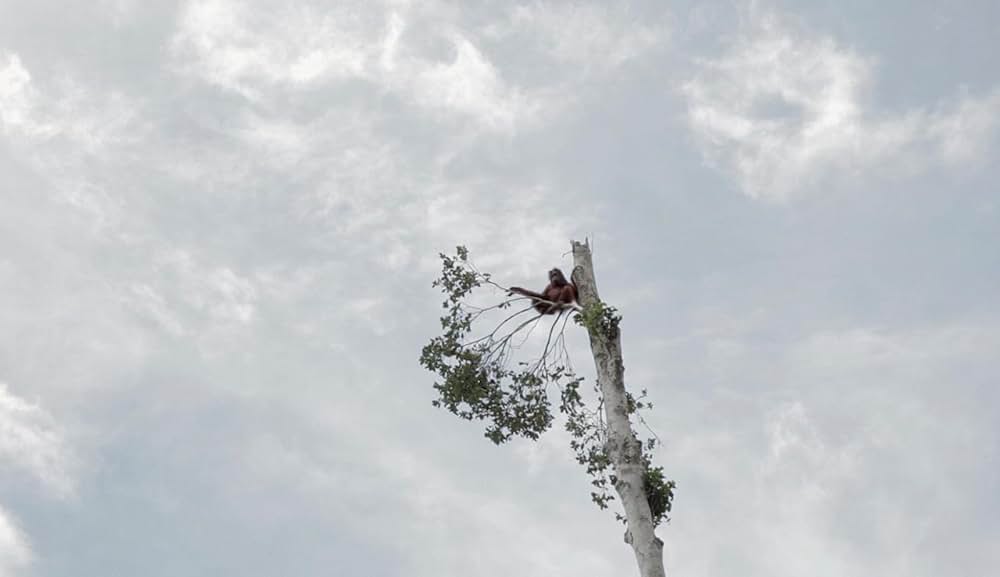 デヴィッド・アッテンボロー: 地球に暮らす生命の画像