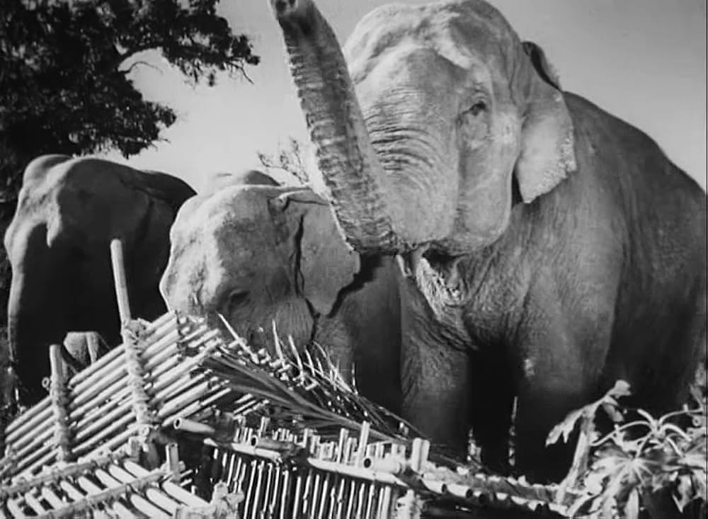 ターザンの怒りの画像