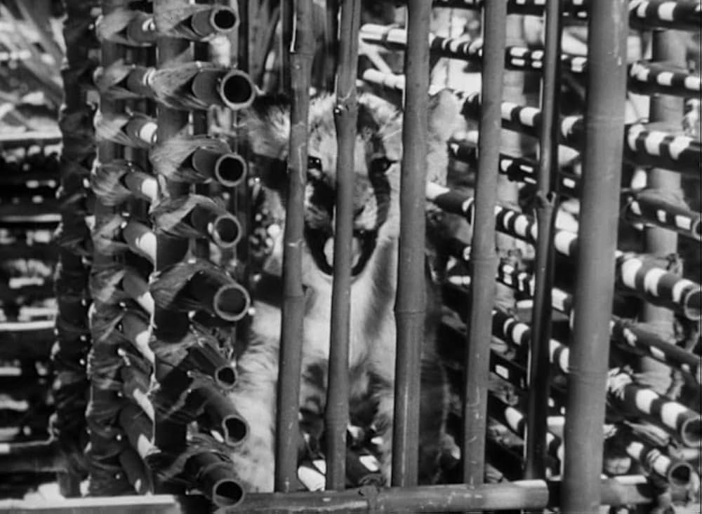 ターザンの怒りの画像