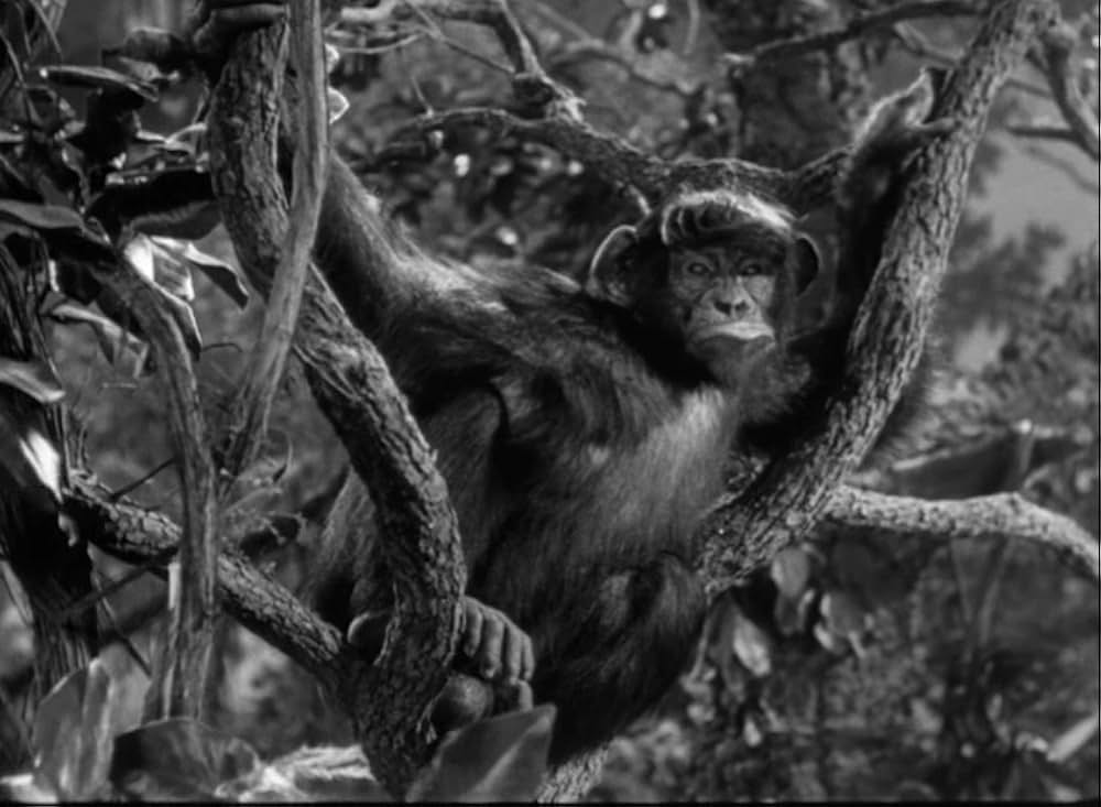 ターザンの怒りの画像