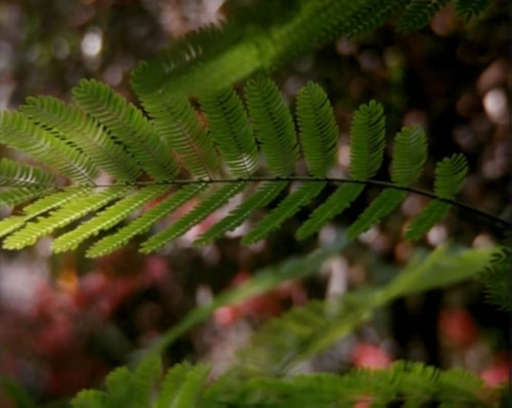 Al primo soffio di vento（原題）の画像