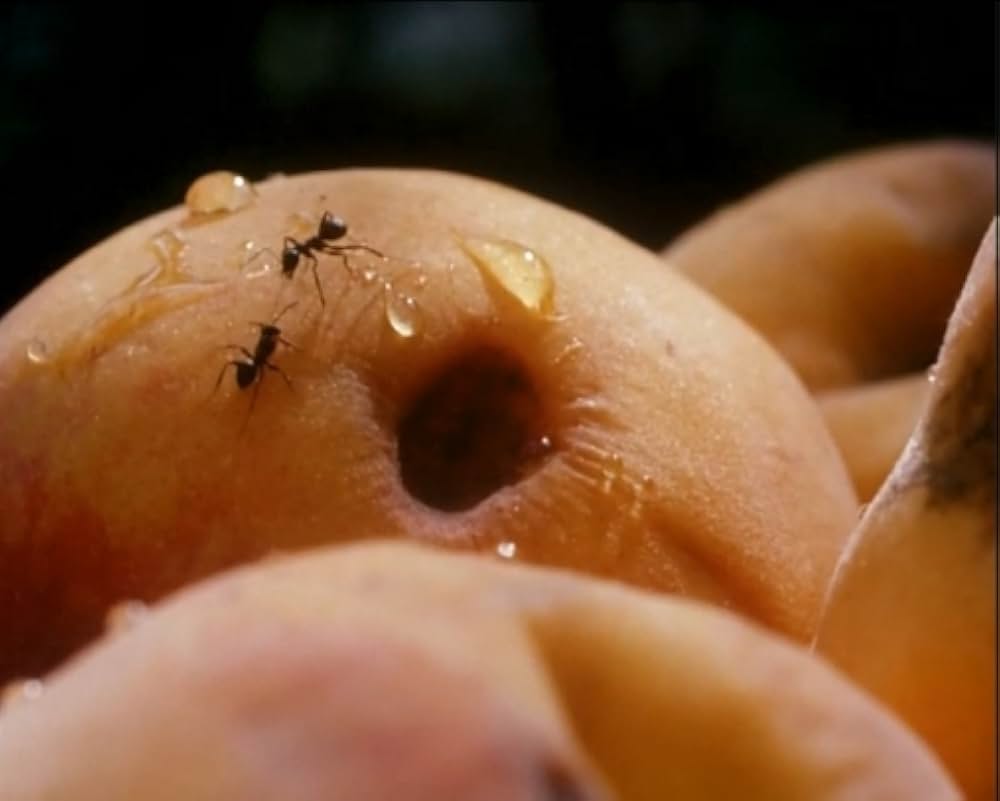 Al primo soffio di vento（原題）の画像