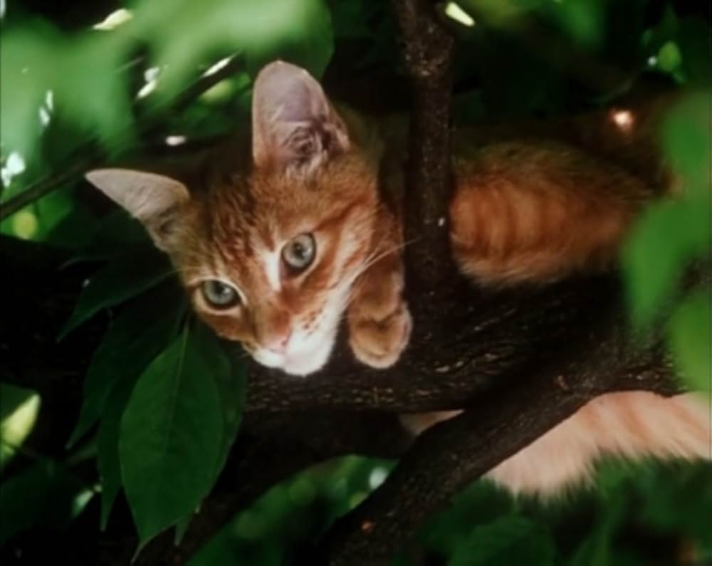 Al primo soffio di vento（原題）の画像