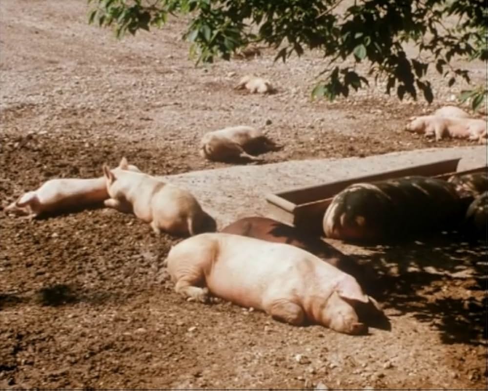 Al primo soffio di vento（原題）の画像