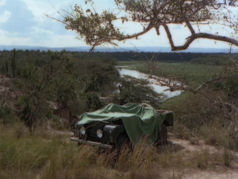 モガンボの画像