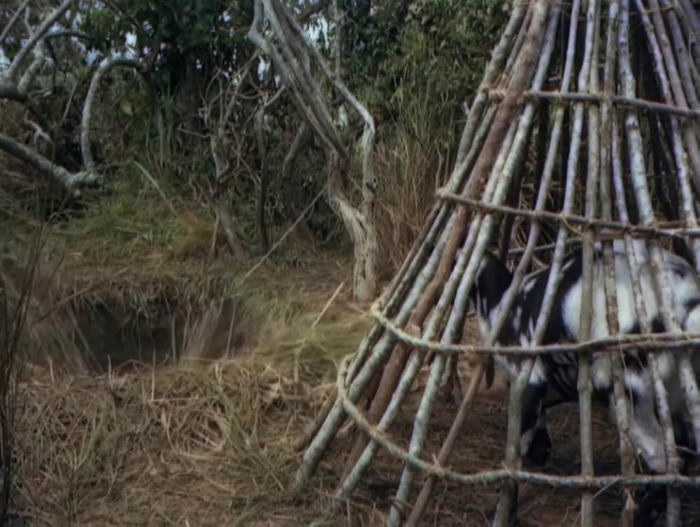 モガンボの画像