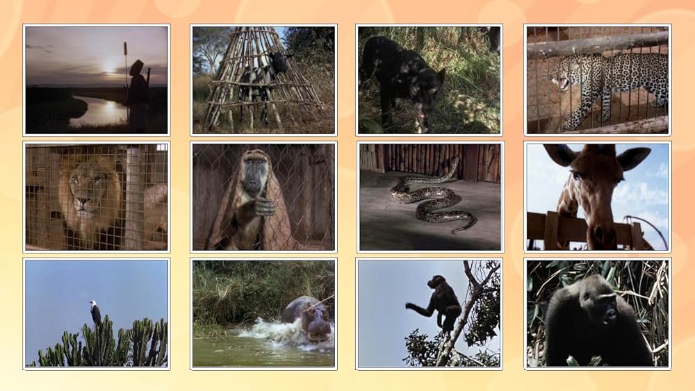 モガンボの画像