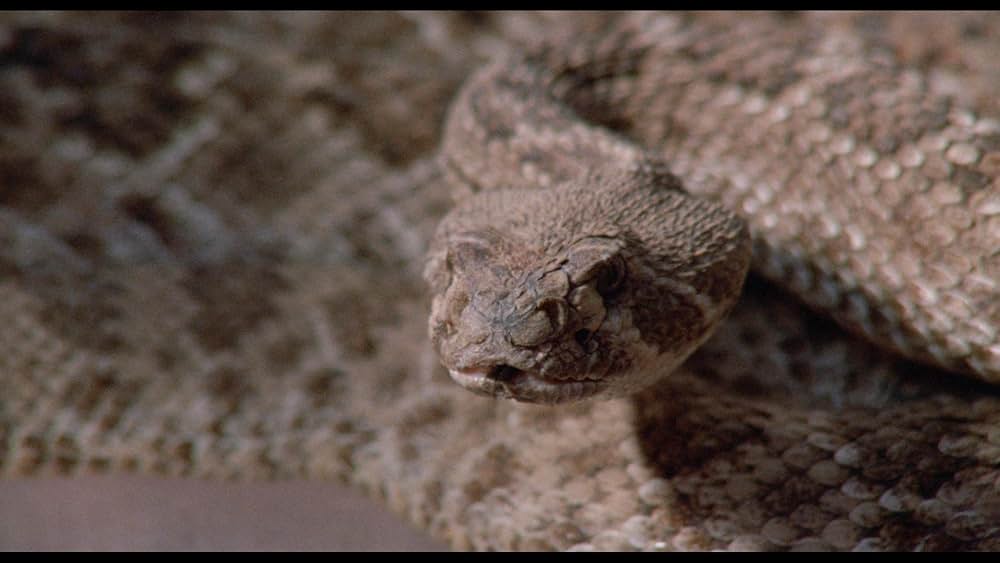 残酷欲情軍団の画像