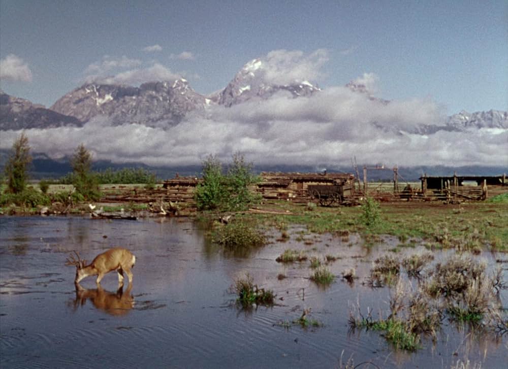 シェーンの画像