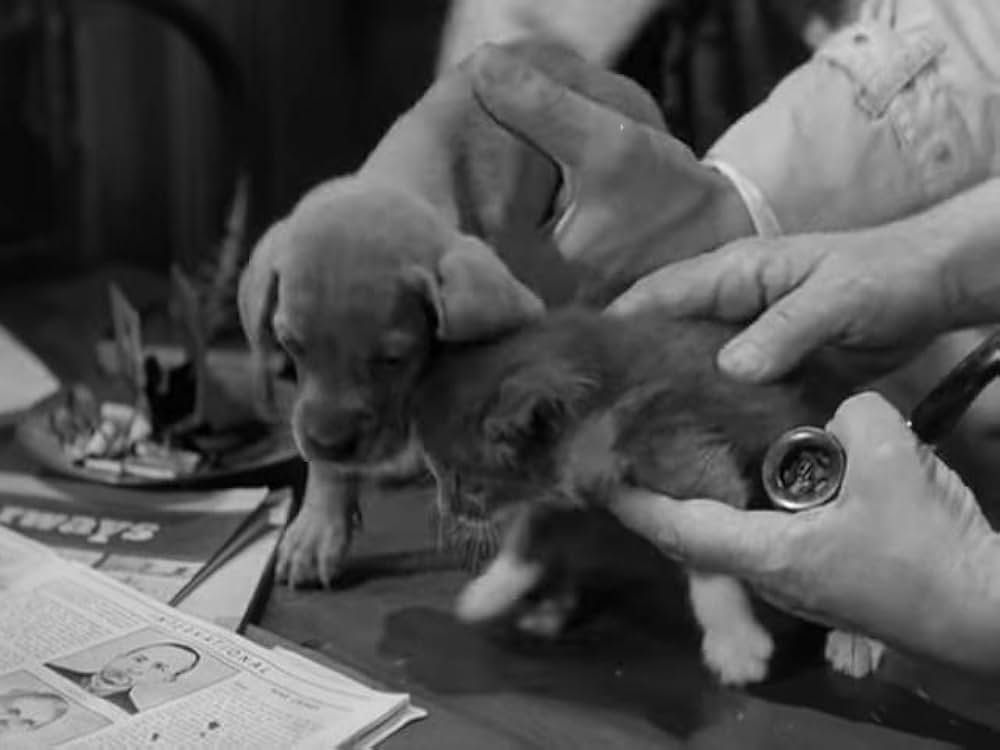 底抜けびっくり仰天の画像