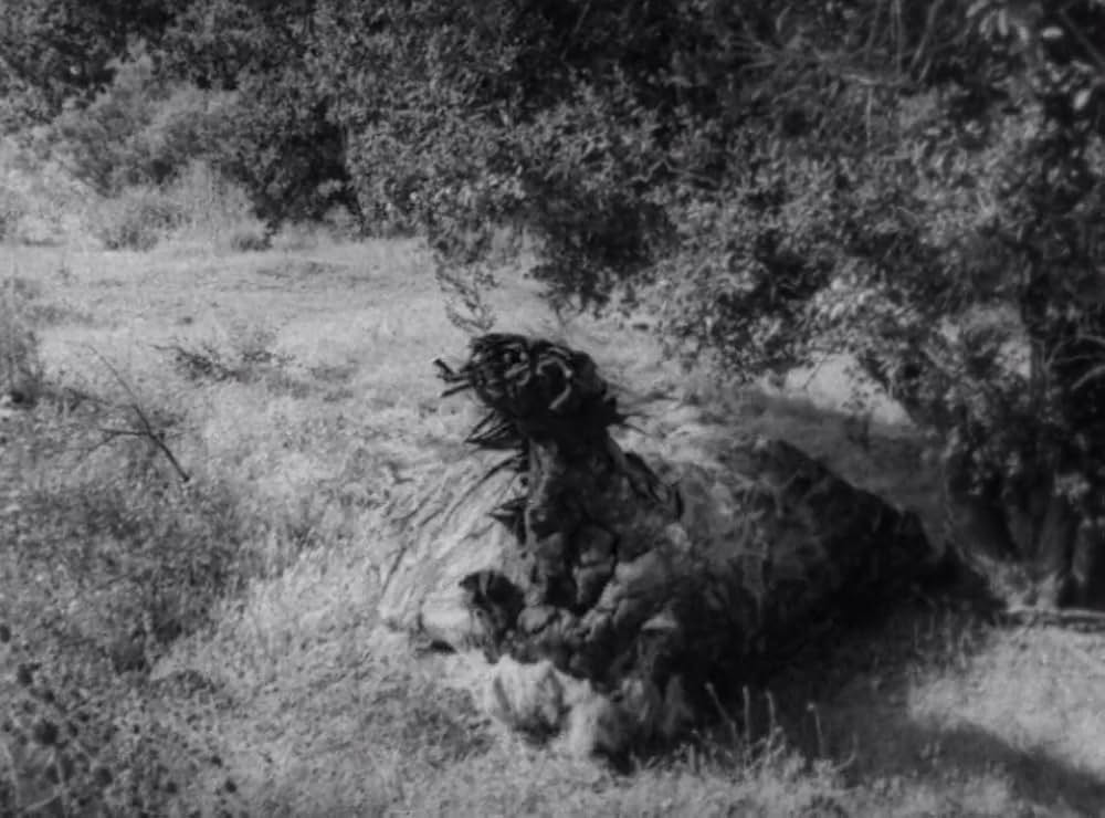 クリーピング・テラーの画像