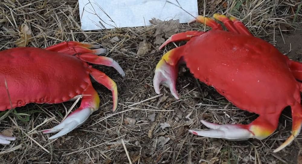 ええっ？キメたカニの画像