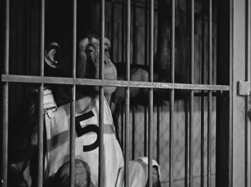 モンキー・ビジネスの画像