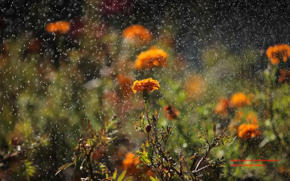 ブレスト要塞大攻防戦の画像