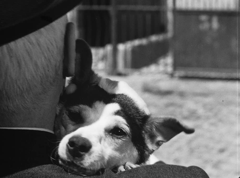 ウンベルトDの画像