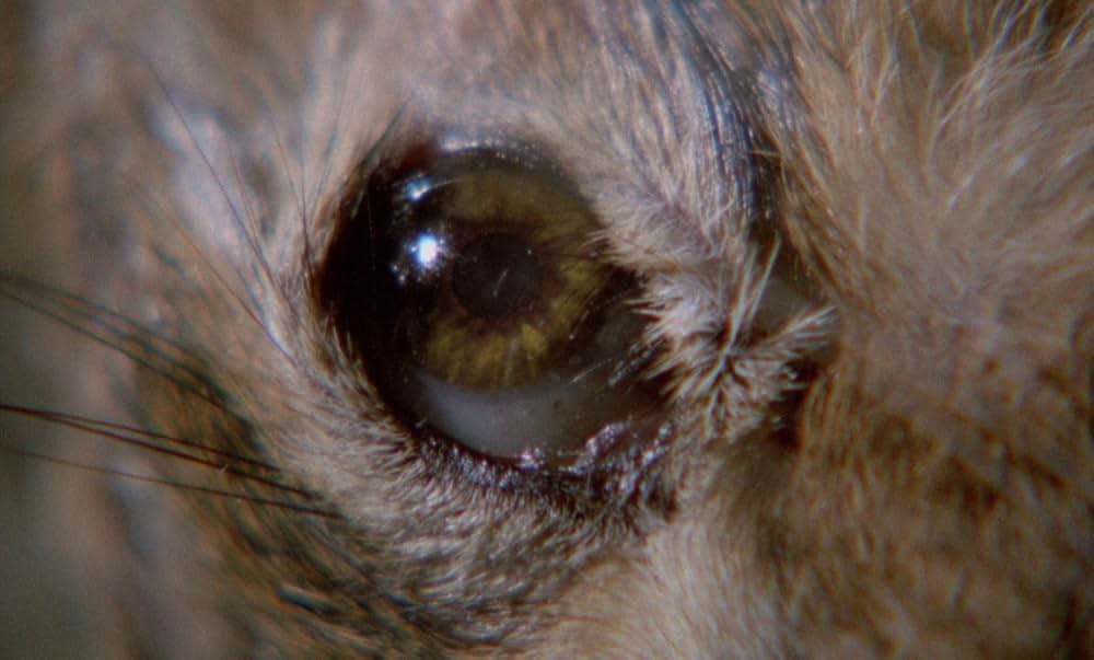 ジキル博士とハイド嬢の画像