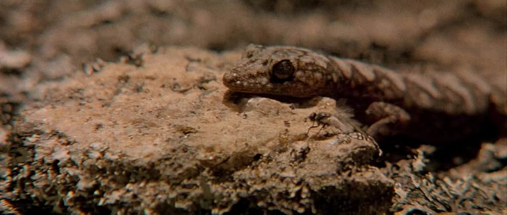 The Chant of Jimmie Blacksmithの画像