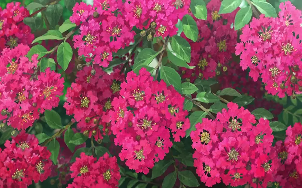 百日紅 Miss HOKUSAIの画像