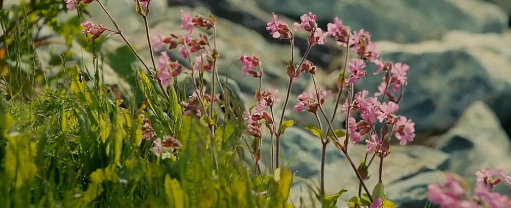 世界一キライなあなたにの画像