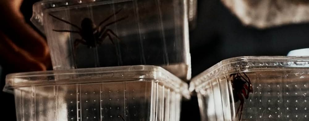 スパイダー／増殖の画像