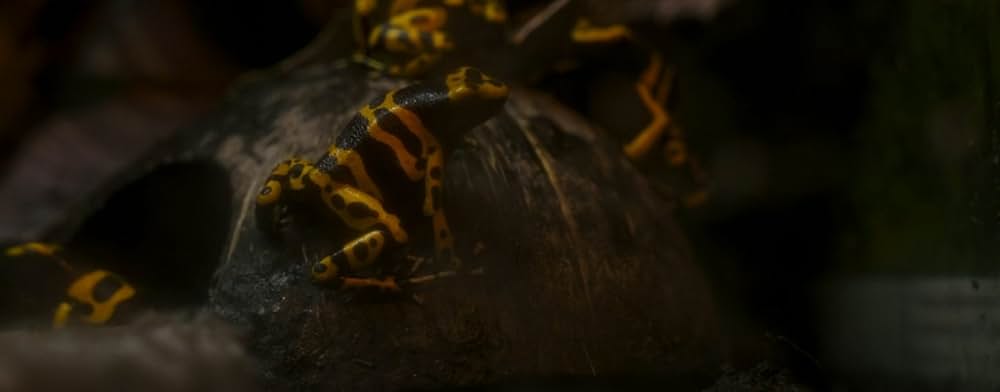 スパイダー／増殖の画像