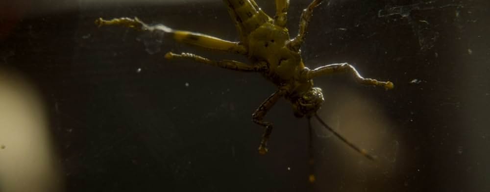 スパイダー／増殖の画像