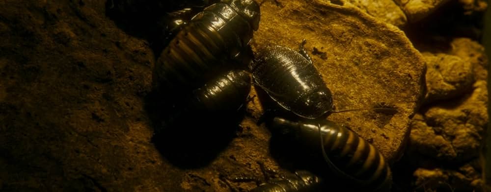 スパイダー／増殖の画像